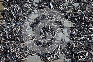 Stacked fish at Stone Town Fish Market