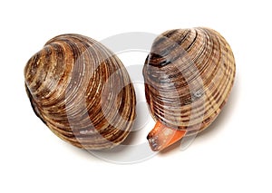 Stacked fresh raw clams