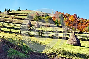 Stacked hay