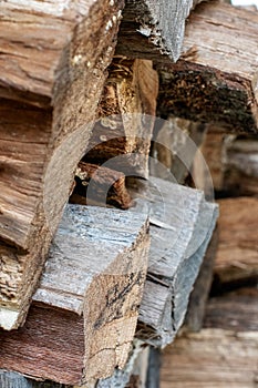 Stacked and Layered Wooden Logs Background