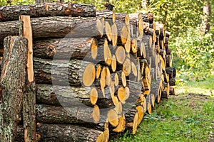 Stacked logs of cut trees in the forest