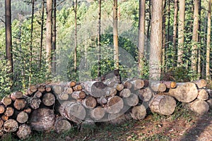 Stacked logs in the forest
