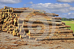 Stacked Logs at the Mill