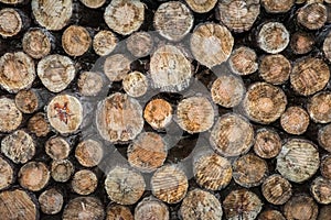Stacked Logs Tropical Rainforest Deforestation Full Frame