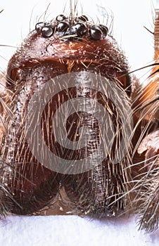 Extreme close up of the head of Domestic House Spider Tegenaria