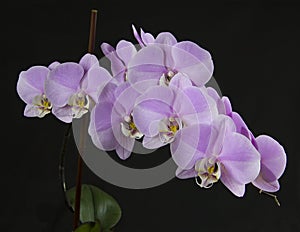 Stacked Orchid. photo