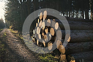 Stacked in a pile in the Czechia forest. Logging in the commercial forest. Log trunks pile of larch, pine, hornbeam, spruce.