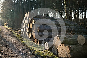 Stacked in a pile in the Czechia forest. Logging in the commercial forest. Log trunks pile of larch, pine, hornbeam, spruce.