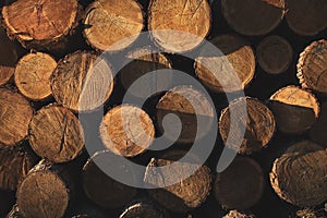 Stacked in a pile in the Czechia forest. Logging in the commercial forest. Log trunks pile of larch, pine, hornbeam, spruce.