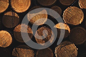 Stacked in a pile in the Czechia forest. Logging in the commercial forest. Log trunks pile of larch, pine, hornbeam, spruce.