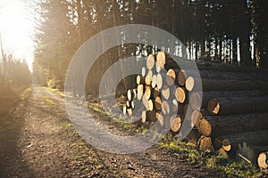 Stacked in a pile in the Czechia forest. Logging in the commercial forest. Log trunks pile of larch, pine, hornbeam, spruce.