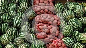 Stacked potato sacks surrounded by ripe water melons. Color contrast concept