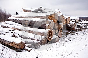 Stacked sawed pine logs in a pile under snow in overcast winter day