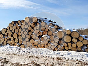 Stacked Sawn Logs of Pine Timber