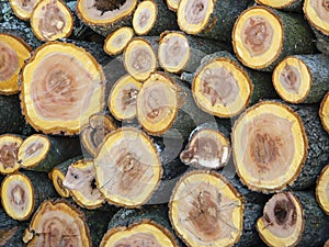 Stacked stubs of plum wood