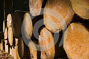 Stacked timber logs