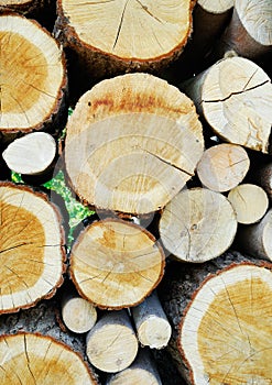 Stacked timber logs