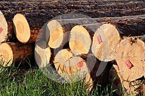 Stacked timber logs