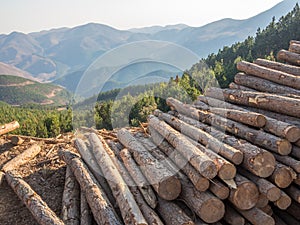 Stacked timber logs with background of mountains and forest