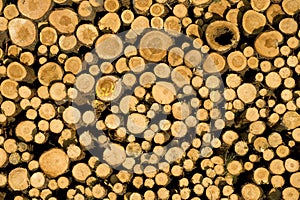 Stacked timber logs, biomass photo