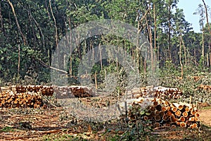 Stacked Tree Trunks from Deforestation