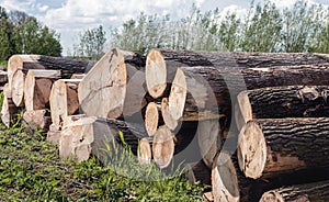 Stacked tree trunks waiting for transportation