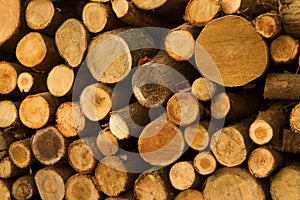 Stacked tree wood logs