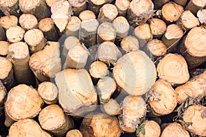 Stacked tree wood logs background