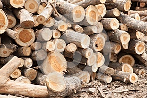 Stacked tree wood logs background