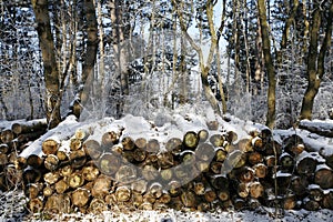 Stacked tree wood logs at winter forest