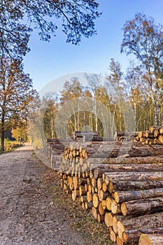 Stacked trees at a walking path in the forest of Borger photo
