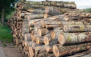 Stacked trunks of birch trees up close