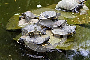 Stacked turtles