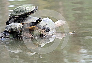 Stacked turtles