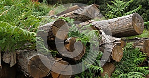 Stacked wood. The Cevennes forest, Lozere department France.