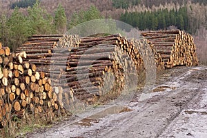 Stacked wood chopped trees trunks pile in forest woodland wilderness for biomass fuel CHP
