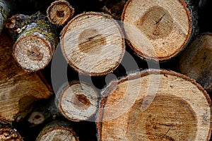 Stacked Wood Logs With Pine Trees