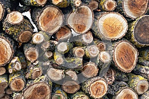 stacked wood logs showing the natural textures and patterns of the cut timber