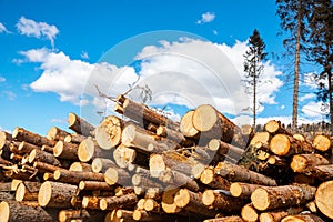 Stacked wood logs tree background blue sky. Concept lumber timber industry deforestation