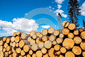 Stacked wood logs tree background blue sky. Concept lumber timber industry deforestation