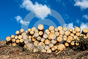 Stacked wood logs tree background blue sky. Concept lumber timber industry deforestation