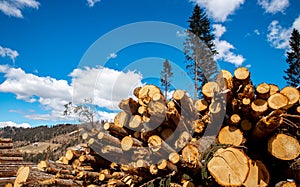 Stacked wood logs tree background blue sky. Concept lumber timber industry deforestation