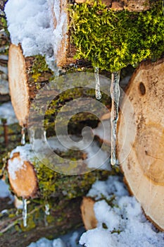 Stacked wood. Pile of small logs covered with ice and snow. Tree trunks in forest during winter