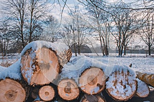 Stacked wood. Pile of small logs covered with snow. Tree trunks in forest during winter