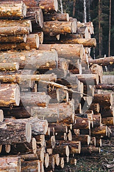 Stacked wood pine timber for construction buildings