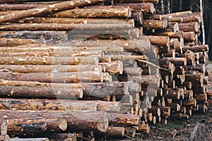 Stacked wood pine timber for construction buildings