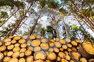 Stacked wooden logs under pine treetops and blue sky