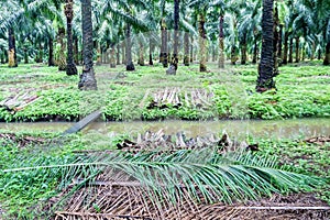 Stacking of fronds in the oil palm plantation