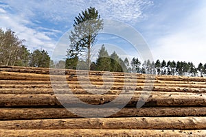 Stacking of pine trunks