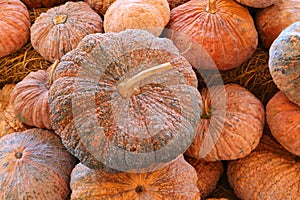 Stacking of pumpkins at the agricultural storage shed